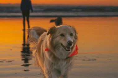 Gün batımında sahilde bir köpeğin yakın çekimi.