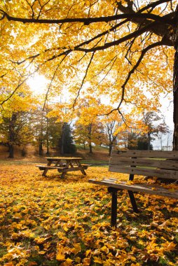 Park bankı ve piknik masası Sarı sonbahar yapraklarıyla dolu bir ağacın altında.
