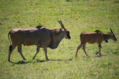 Eland çiftinin ateşi (Taurotragus oryx )