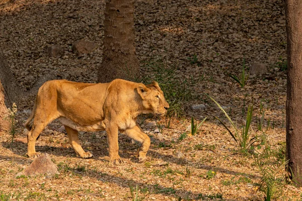 Hayvanat Bahçesindeki Aslan Vahşi Yaşam Fotoğrafçılığı — Stok fotoğraf