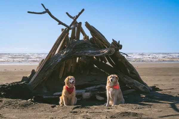 Cani Seduti Sulla Spiaggia Davanti Alla Struttura Legno Driftwood — Foto Stock