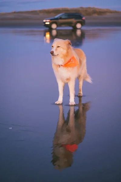 夕暮れ時にビーチに立つバンダナをした犬 — ストック写真