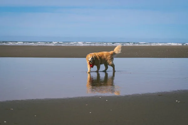 Fluffy Dog Walking Beach — Stock Photo, Image