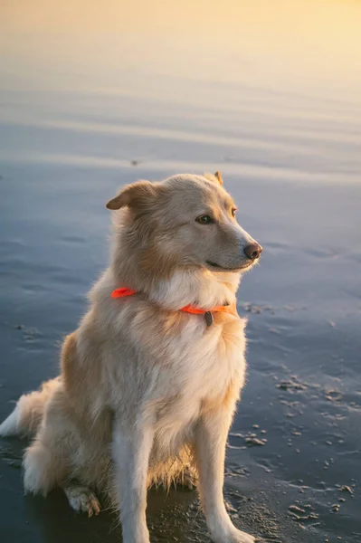 Собака Пляже Закате — стоковое фото