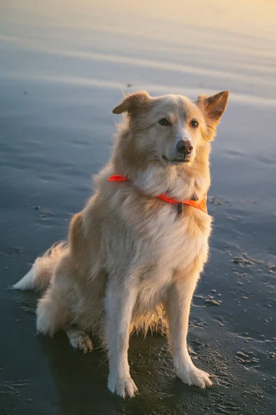 Perro Mirando Cámara Sentada Playa Atardecer —  Fotos de Stock