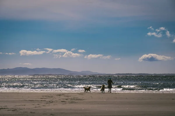 在海滩上和狗玩耍的雌性动物 — 图库照片