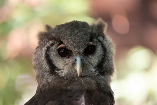 Närbild Verreaux Eller Milky Owl — Stockfoto
