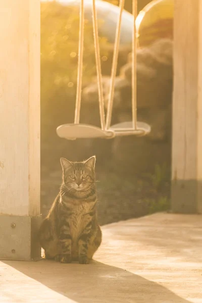 一只猫坐在用滑板制成的秋千下 — 图库照片