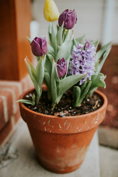 Terra Cotta Pot Tulips Hyacinth Snail Spring — Stock Photo, Image