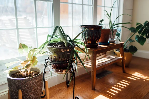 Rangée Plantes Pot Devant Fenêtre — Photo