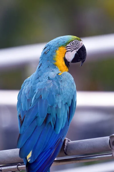 Ritratto Pappagallo Macaw Colorato — Foto Stock