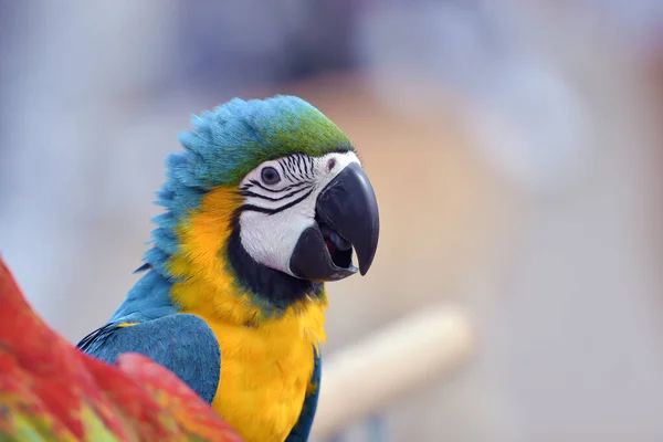 Retrato Papagaio Arara Colorido — Fotografia de Stock