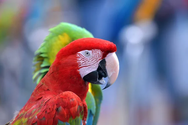 Retrato Papagaio Arara Colorido — Fotografia de Stock