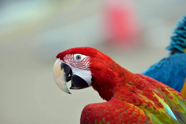 Portret Kolorowej Papugi — Zdjęcie stockowe
