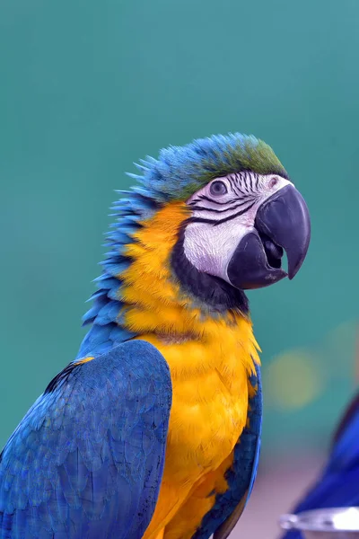 Retrato Papagaio Arara Colorido — Fotografia de Stock