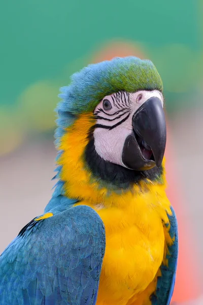Portret Kolorowej Papugi — Zdjęcie stockowe