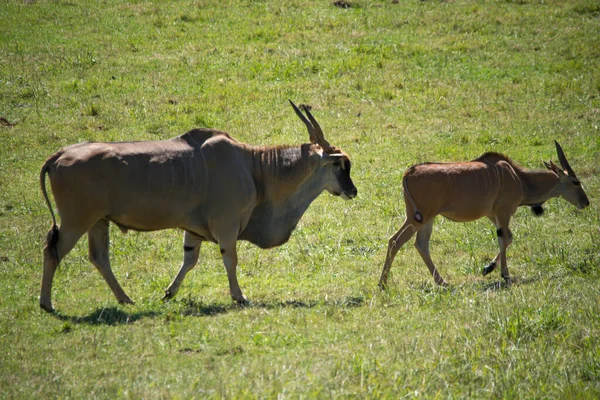 Casal Eland Calor Taurotragus Oryx — Fotografia de Stock