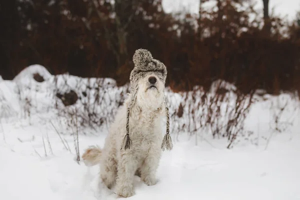 Divertente Ritratto Cane Cappello Invernale — Foto Stock