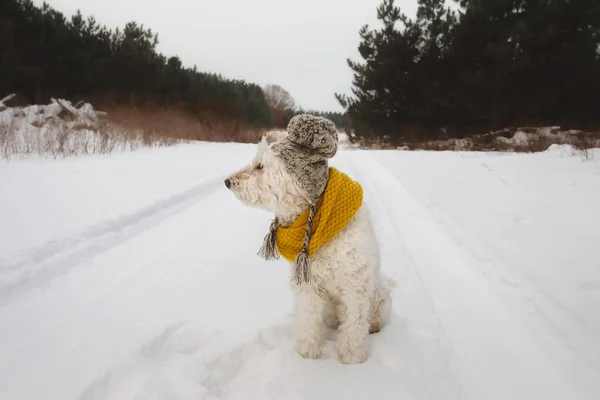 冬の帽子とスカーフを身に着けている犬 — ストック写真