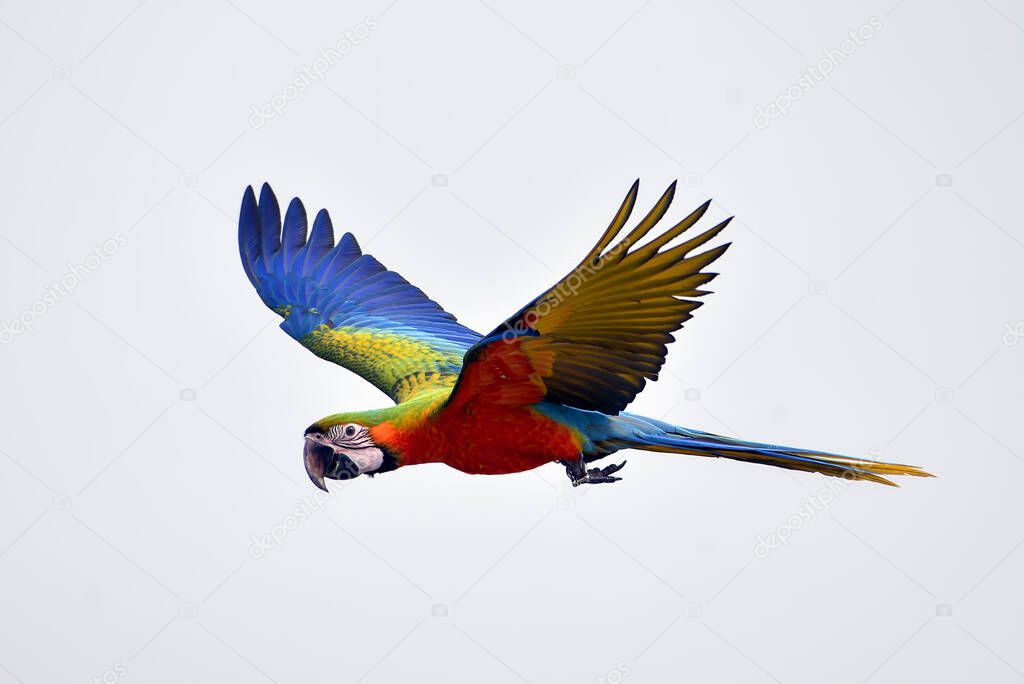 Scarlet macaw  parrot during a flight