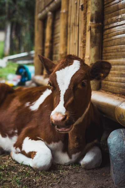 Animaux Ferme Gratuits Dans Leur Environnement Naturel Profiter Nature Des — Photo