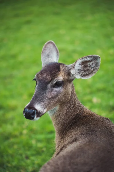 Veado Parque Ecológico Animal Área Onde Ele Pode Vagar Livremente — Fotografia de Stock