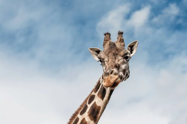 Testa Una Giraffa Sullo Sfondo Del Cielo Blu Con Nuvole — Foto Stock