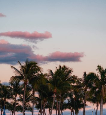 Gökyüzü palmiyeleri bulutlandırır Tropik manzaralar Miami