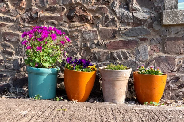 Vasos Coloridos Com Plantas Primavera — Fotografia de Stock