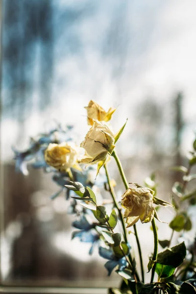 Wilting Rosas Flores Luz Manhã Norte Estado Nova York — Fotografia de Stock