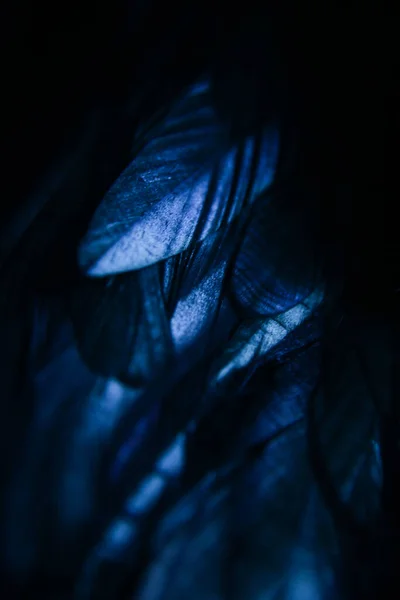 Nahaufnahme Einer Blauen Feder Dunkler Vogelhintergrund — Stockfoto
