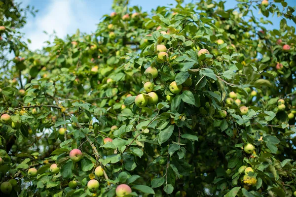 Apples Tree Fruits Autumn Garden Village Natural Background Delicious Apple — Stock Photo, Image