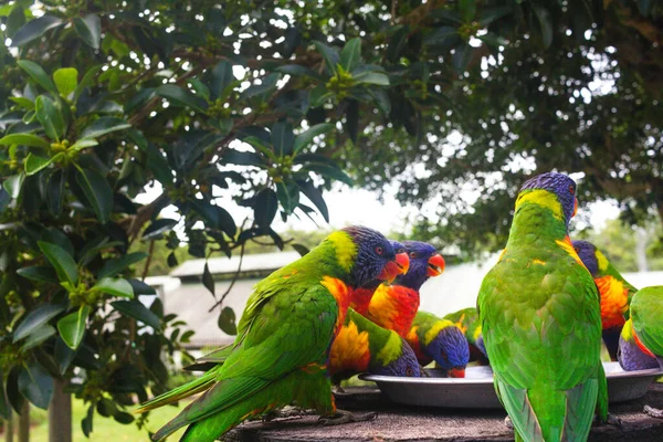 Oiseaux Loriquet Arc Ciel Colorés Sur Une Branche Arbre Australie — Photo