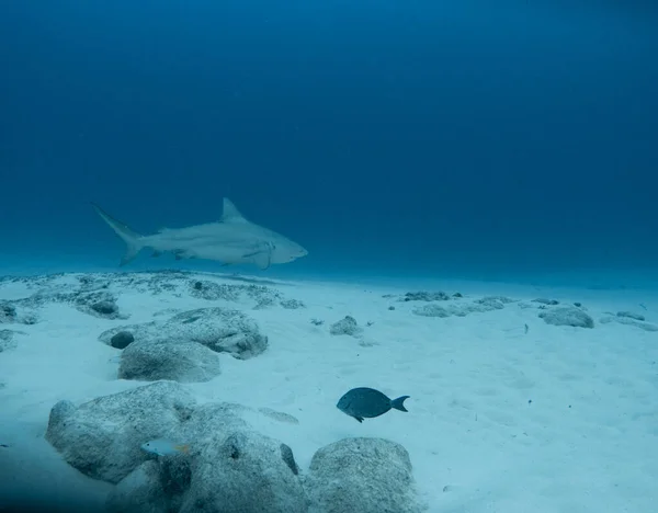 Buceo Profundo Con Tiburón Toro Playa Del Carmen México — Foto de Stock