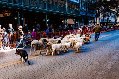 Koyun ve keçiler San Antonio şehir merkezinde toplanıyor.