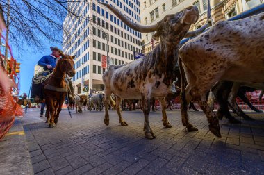 Uzun boynuzlular San Antonio sokaklarında toplandı.