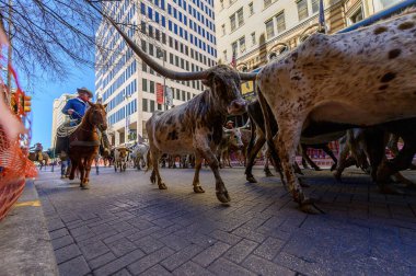 2022 sığır San Antonio şehir merkezinden geçiyor.