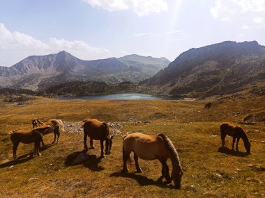 Montmalus gölündeki atlar (Andorra)