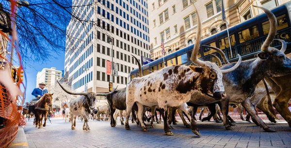 Långhorn Stut Kör Genom Centrum San Antonio — Stockfoto