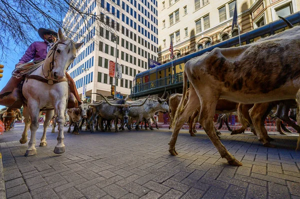 San Antonio Nun Şehir Merkezindeki Caddelerde Uzun Boynuzlu Sığırlar Geziyor — Stok fotoğraf