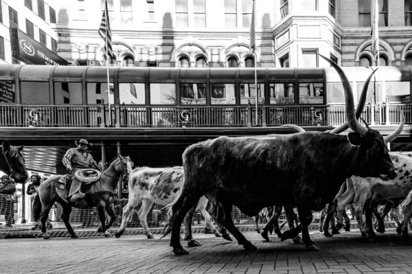 Sheraton Gunther Oteli San Antonio Teksas Önündeki Sığır Sürüsü — Stok fotoğraf