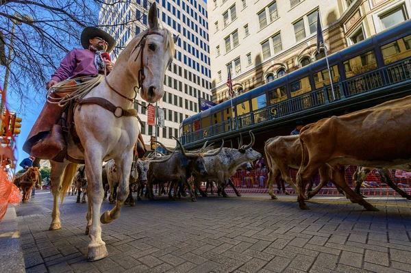 Pferd Cowboy Hirten Langhorn Steuert Durch Die Innenstadt Von San — Stockfoto