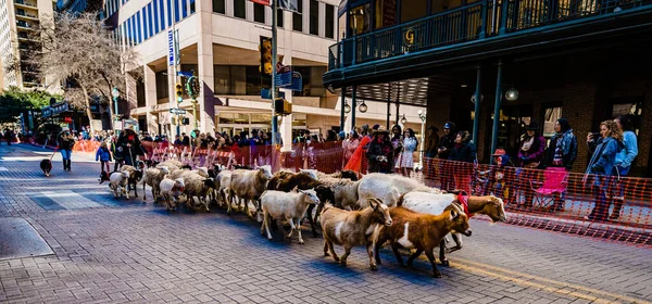 Koyunlar Keçiler San Antonio Şehir Merkezindeki Uzun Boynuzları Takip Ediyor — Stok fotoğraf