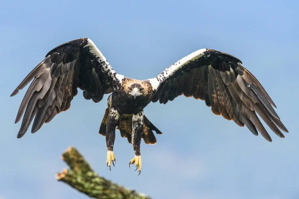 A Spanish Imperial Eagle landing on a cork tree branch