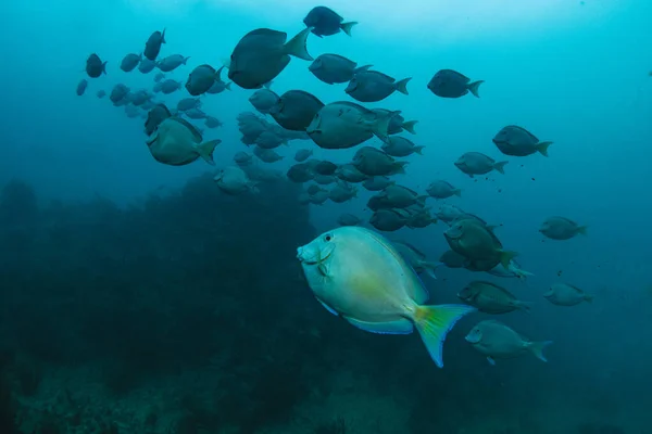 Vista Subaquática Com Peixes Escola Oceano Vida Marinha Água Transparente — Fotografia de Stock