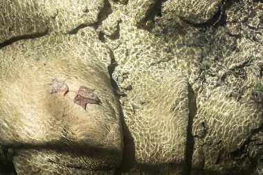 Pinal de Amoles nehrinin dibindeki kuru yapraklar.