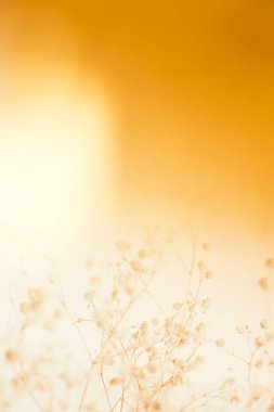 Kurumuş çiçeklerin makro fotoğrafları, sanat odaklı arka plan