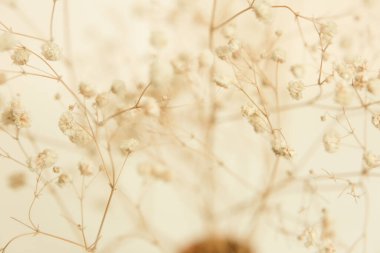 Kurumuş çiçeklerin makro fotoğrafları, sanat odaklı arka plan