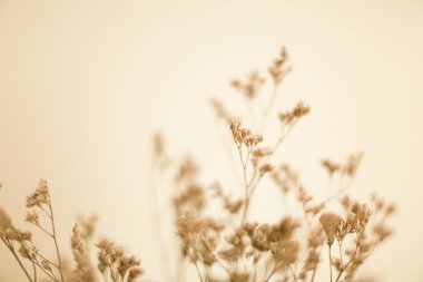 Kurumuş çiçekler makro fotoğraf, bitki ve yumuşak odak