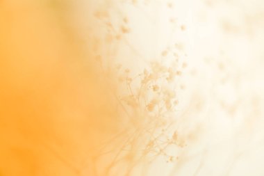 Kuru sanat çiçeği dalı, yumuşak odak arkaplanı